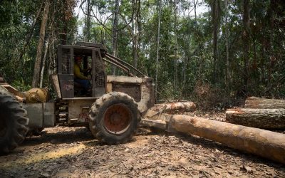 Brigadistas de Alter do Chão são liberados, advogados pedem justiça