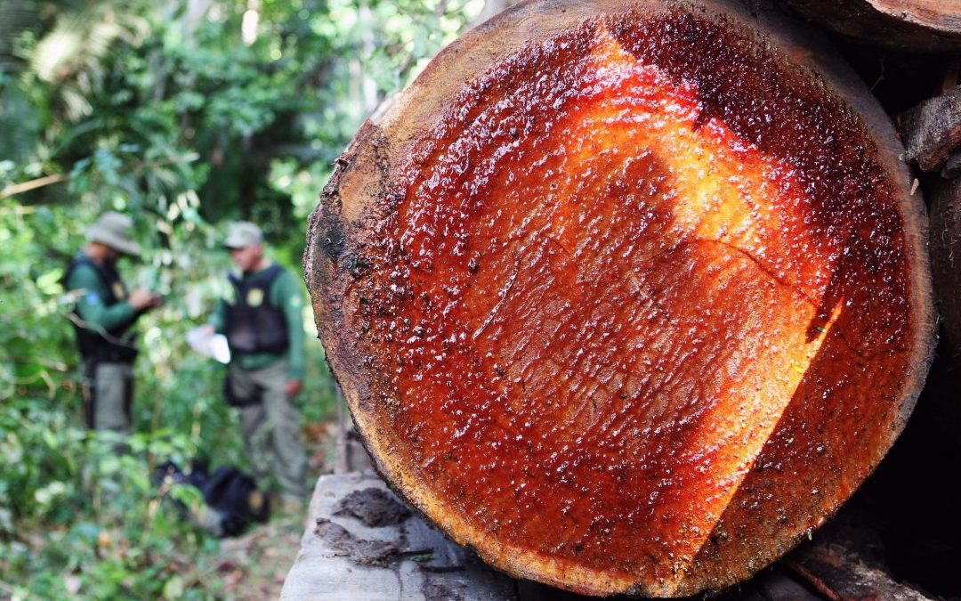 Em abril deste ano o desmatamento na Amazônia cresceu 171% em comparação a 2019
