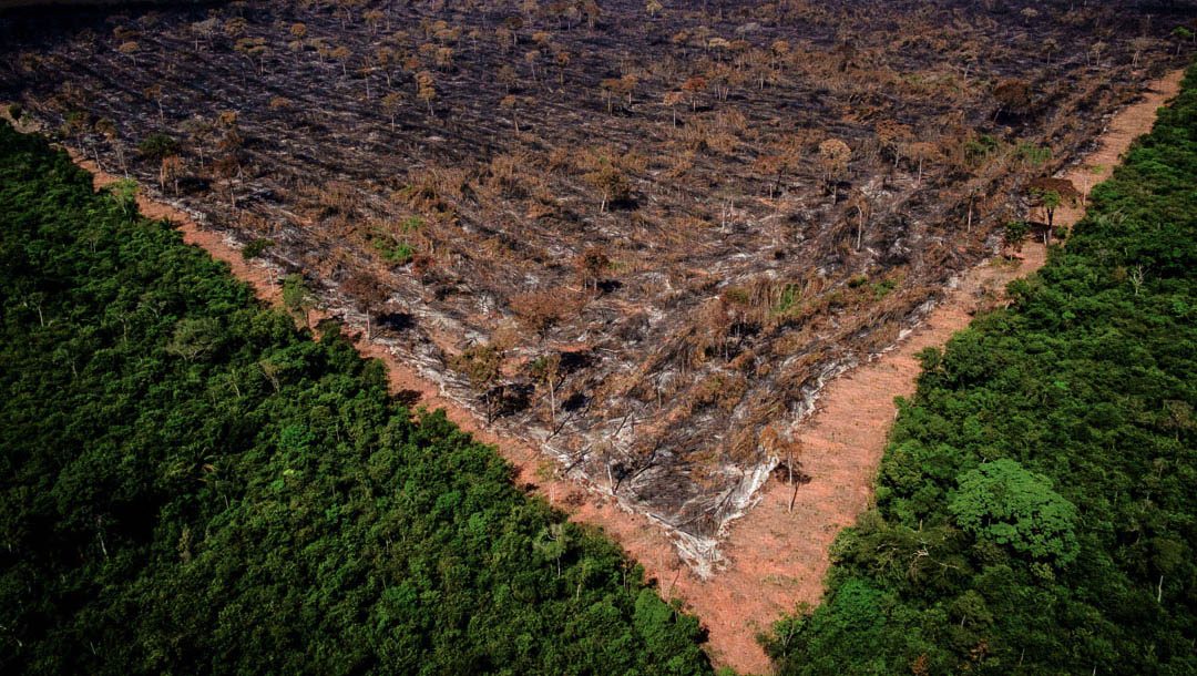 Em 2019, a Amazônia teve desmatado quase 90 campos de futebol por hora
