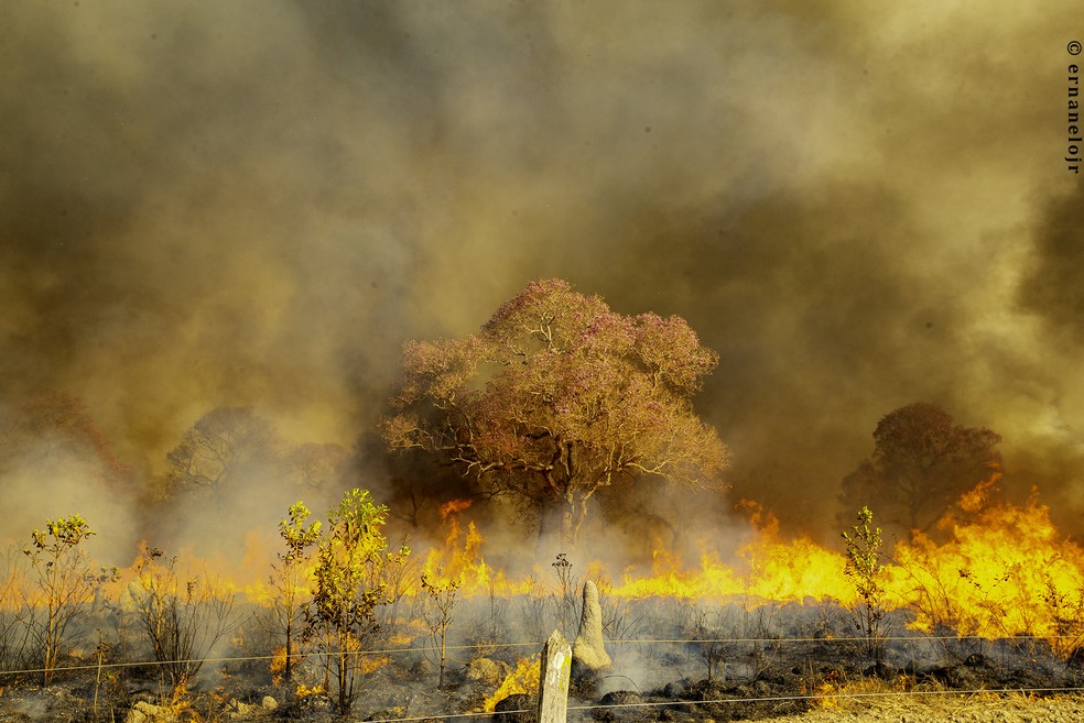 Incêndios no pantanal de MT foram causados por ação humana