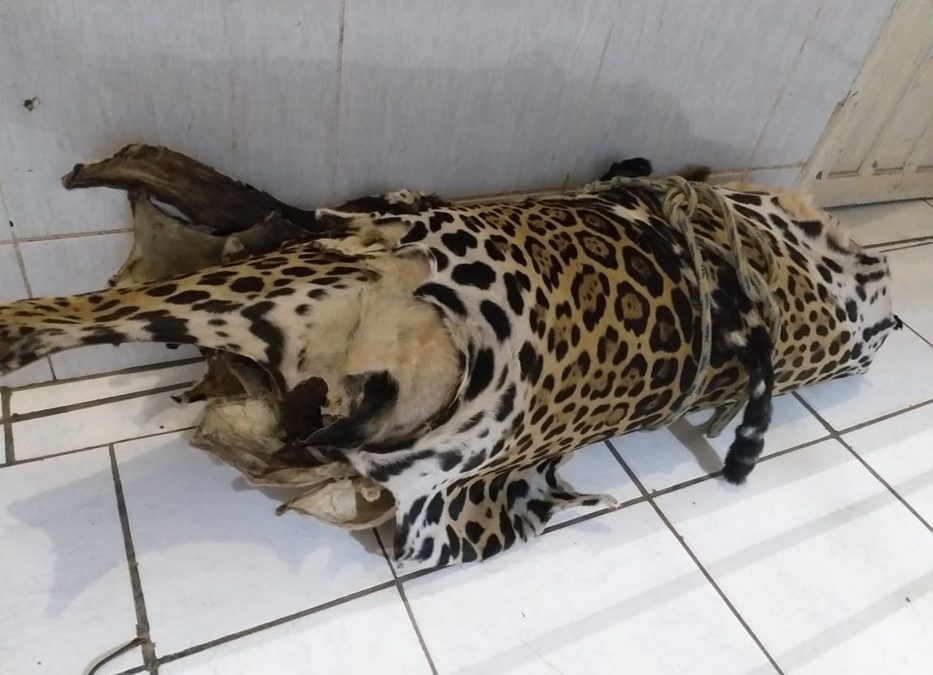 Cerca de 13 peles de onças-pintadas são encontradas em fazenda de Rondônia