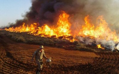 Homem é preso no ‘Dia do Fogo’ incendiando floresta em Cachoeira da Serra (PA)