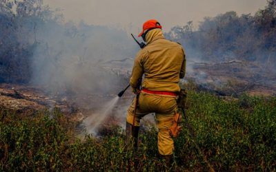 Por que o Pantanal vive a mais intensa tragédia ambiental em décadas