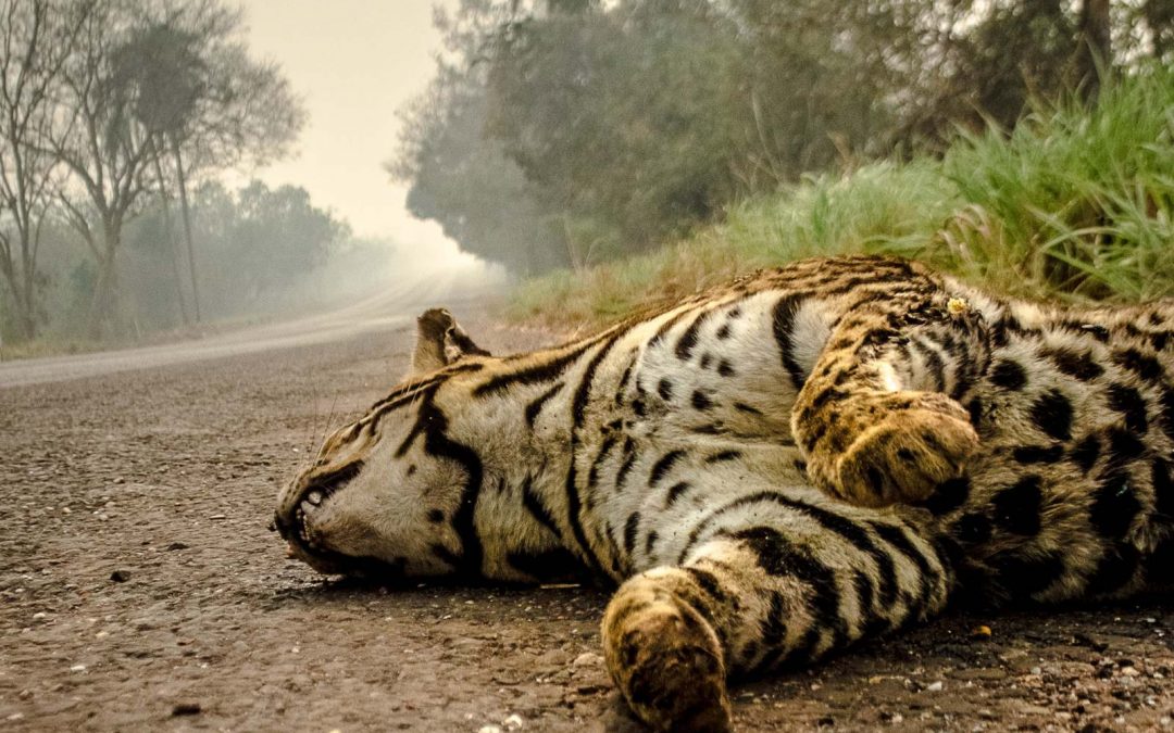 Mundo falhou em cumprir metas para salvar a natureza, admite ONU