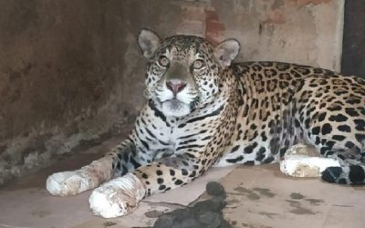 Fogo no Pantanal atinge parque onde há maior concentração de onças-pintadas do mundo