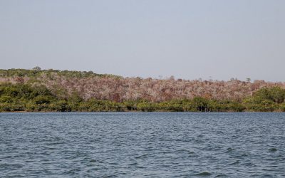 Alter do Chão e o risco do paraíso se transformar em Savana