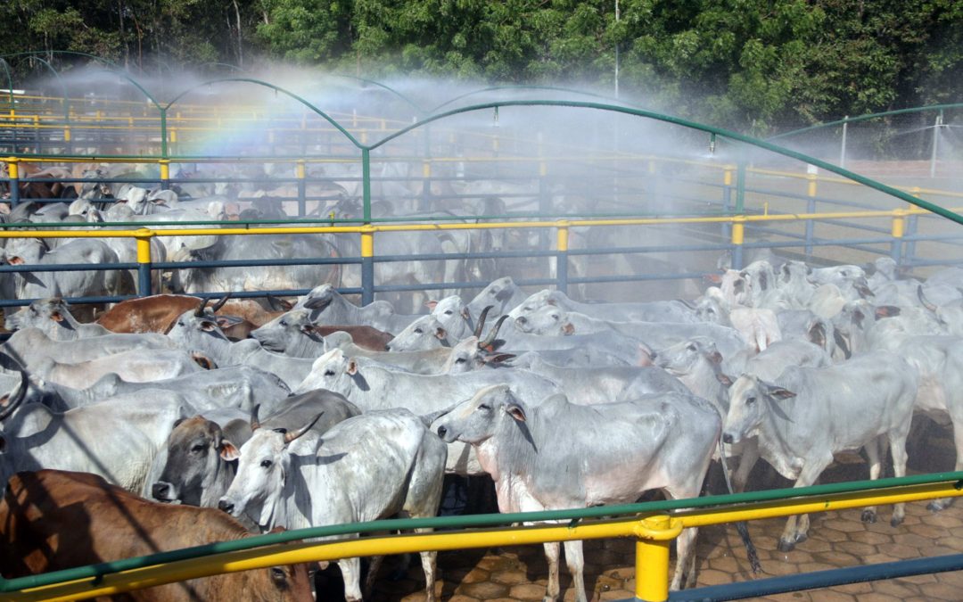 Em 2018 a agropecuária foi responsável por 45% do gases de efeito estufa do Brasil, aponta relatório da Earthsight