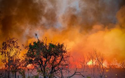 Amazônia tem piores queimadas dos últimos 10 anos; Pantanal o pior mês da história