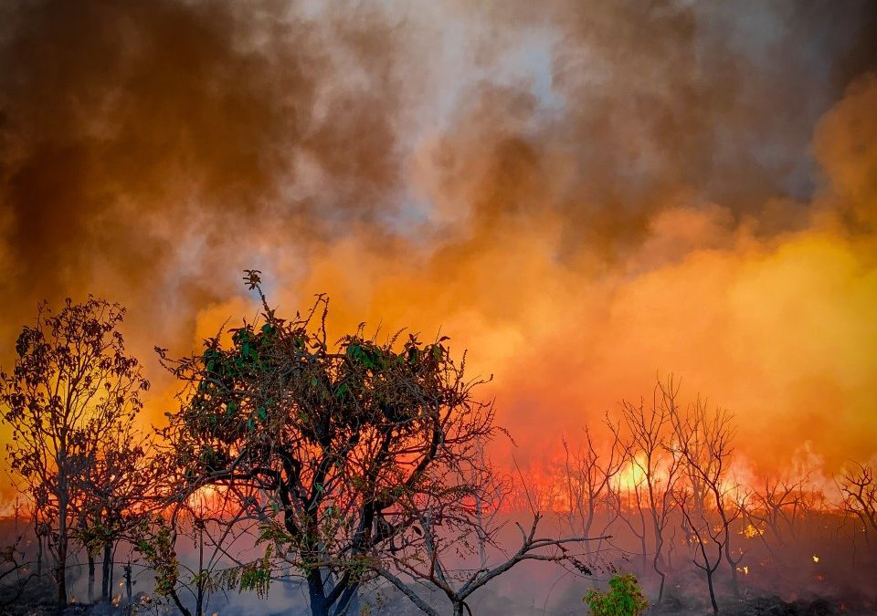 Amazônia tem piores queimadas dos últimos 10 anos; Pantanal o pior mês da história