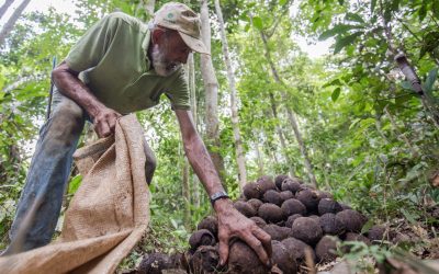 A importância de comunidades seringueiras e indígenas na proteção da Amazônia