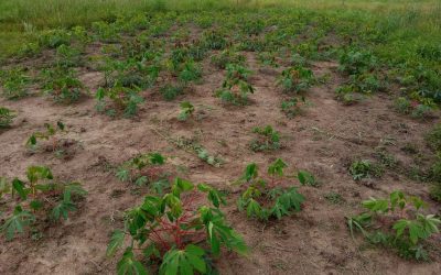 Acampamento do MST no interior do Pará sofre ataques com pulverização de veneno aéreo