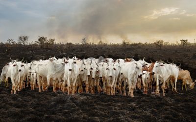 Gigantes da carne: JBS, Marfrig e Minerva impulsionam desmatamento na Amazônia, aponta relatório