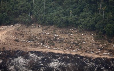 Leis estaduais e federais estimulam a grilagem de terras e desmatamento na Amazônia Legal