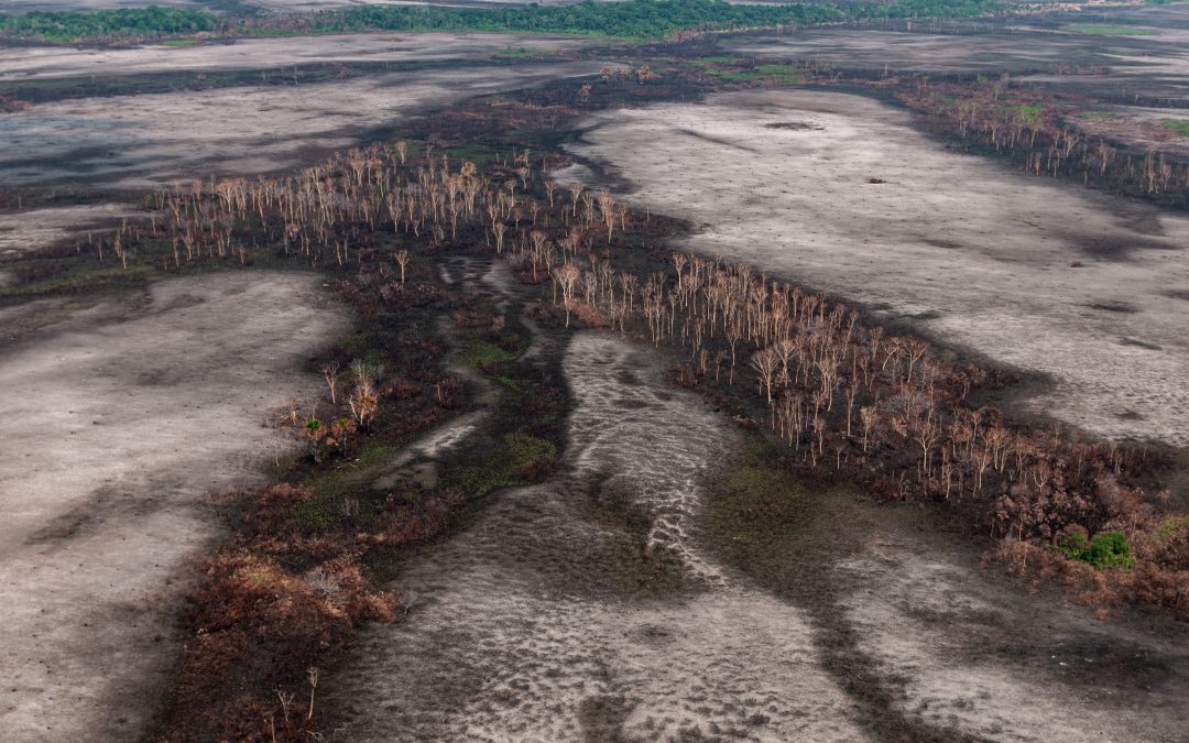 Destruição aumenta em rapidez e tamanho: Áreas desmatadas estão 61% maiores na Amazônia