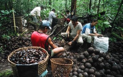 Açaí e castanha: Em 30 anos, mudanças climáticas podem levar à extinção de espécies na Amazônia