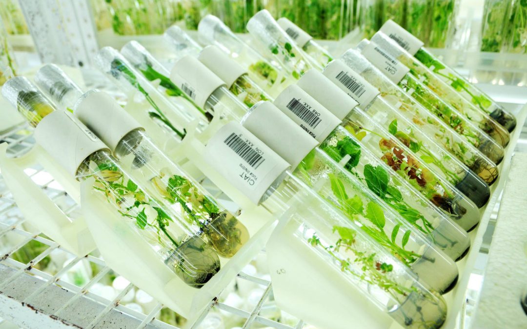 Biobanco da Amazônia: biblioteca de plantas dará moeda virtual em troca de saberes tradicionais