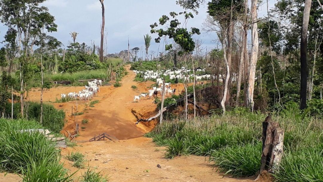 Futuro da Reserva Extrativista JaciParaná e Parque Estadual GuajaráMirim está sob ameaça em