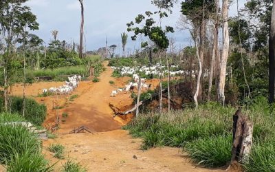 Futuro da Reserva Extrativista Jaci-Paraná e Parque Estadual Guajará-Mirim está sob ameaça em Rondônia