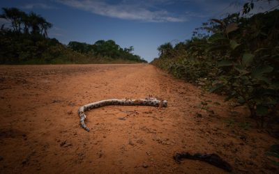 Obras da BR-319 anunciam destruição ambiental em área intocada da Amazônia