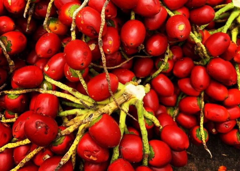 Sabores da Amazônia: conheça 25 frutos nativos da região | Casa Ninja ...