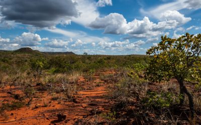 Se desmatamento continuar, metade da Amazônia pode virar “savana tropical”, alerta pesquisador