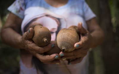 Movimento de quebradeiras de coco lança campanha por livre acesso a babaçuais