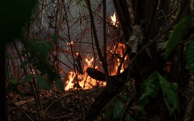 Floresta úmida, mas está em chamas; Entenda como ocorrem as queimadas na Amazônia